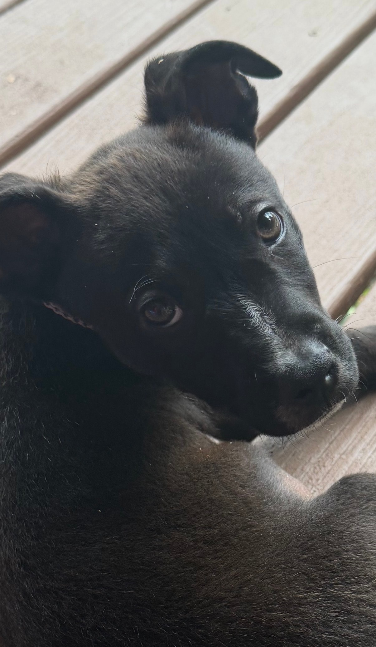 Tennessee Jed — the first dog rescued