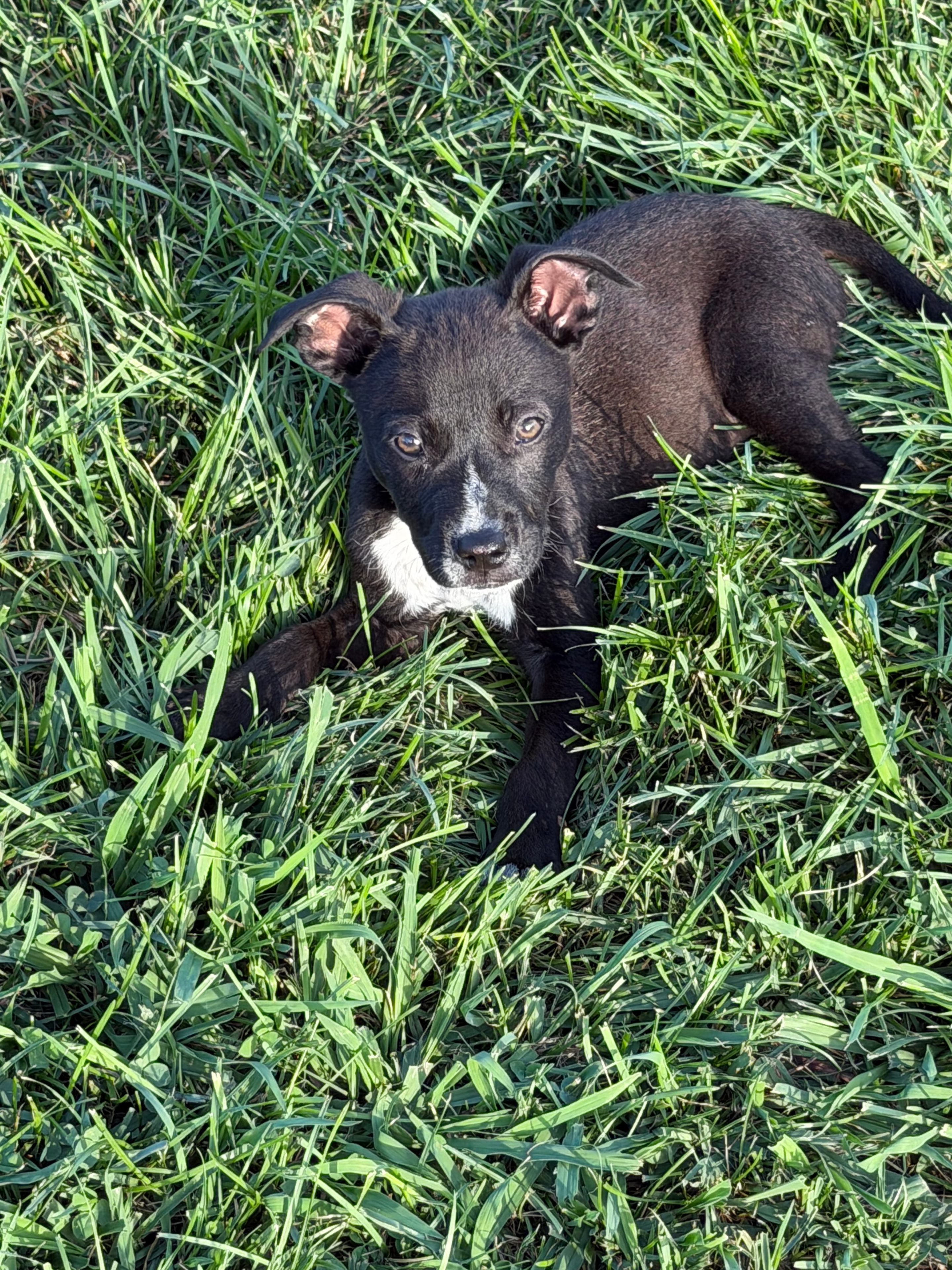 Romping in the grass — everything a pup should be